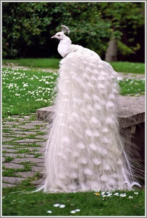 wedding photo - Mariée Peacock ♥ étonnant de paon blanc comme une jeune mariée dans Animaux ♥ Mariage
