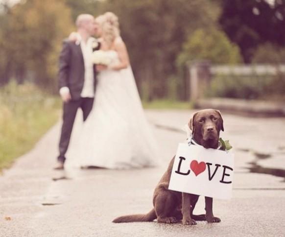 wedding photo - Домашние животные в свадебных