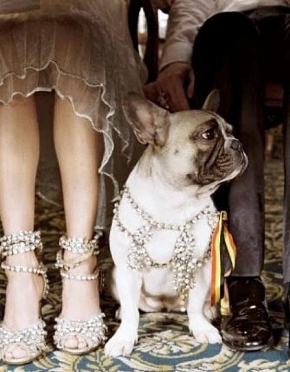 wedding photo - Haustiere In Wedding