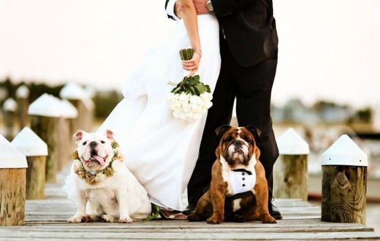Свадьба - Домашние животные в свадебных