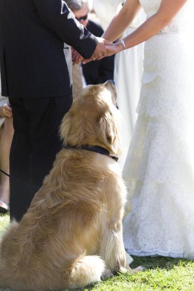 زفاف - الحيوانات الأليفة في حفل الزفاف