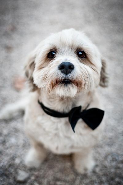 Mariage - Pets In Wedding