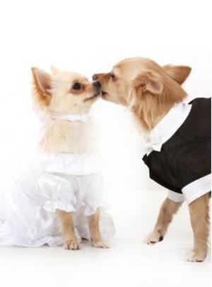 Wedding - Dogs At Weddings