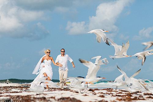 زفاف - طيور النورس الطيران