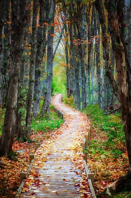 Mariage - A Walk Through Autumn, Acadia 