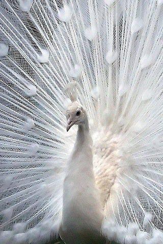 Mariage - White Peacock 