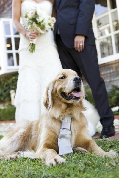 زفاف - مع الحيوانات الأليفة