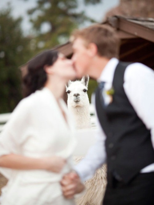 زفاف - الحيوانات الأليفة في الممر