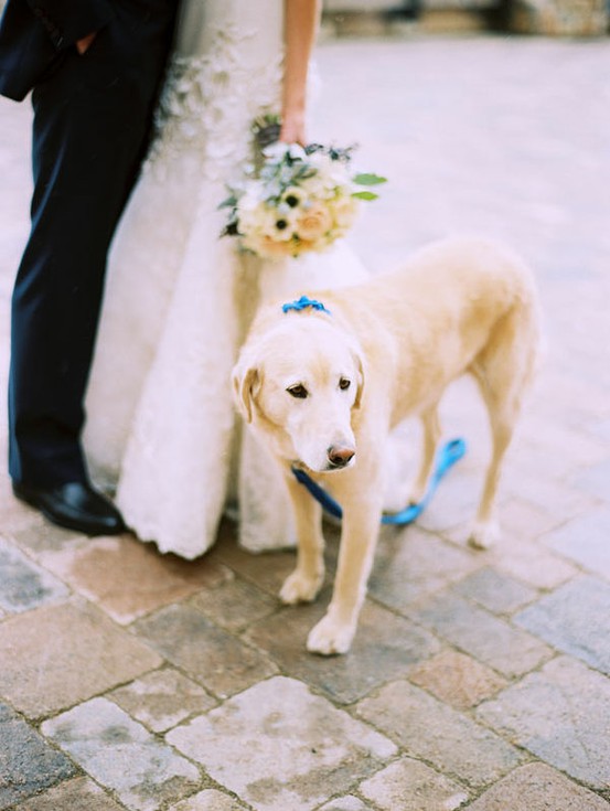 Wedding - Pets!