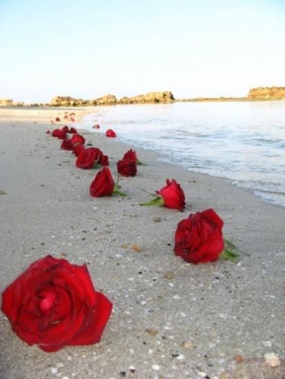زفاف - الورود الحمراء على الشاطئ