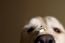 wedding photo - Pets at Weddings ♥ Cute Dog Photos and Pictures