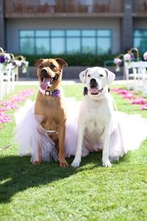 wedding photo - Bridal Show