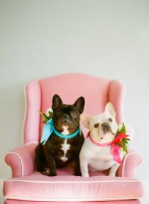 wedding photo - الكلاب في حفلات الزفاف