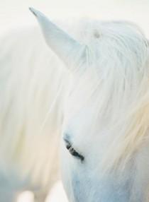 wedding photo - White Horse 