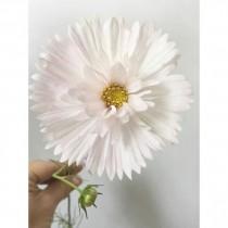 Poppies & Posies wedding photo - Poppies & Posies