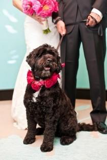 wedding photo - С домашних животных