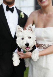 wedding photo - الحيوانات الأليفة!